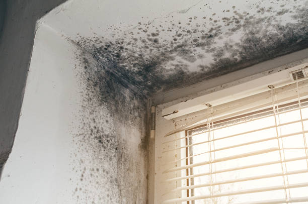 Affordable Mold Inspection And Testing solutions in Fountain, NC